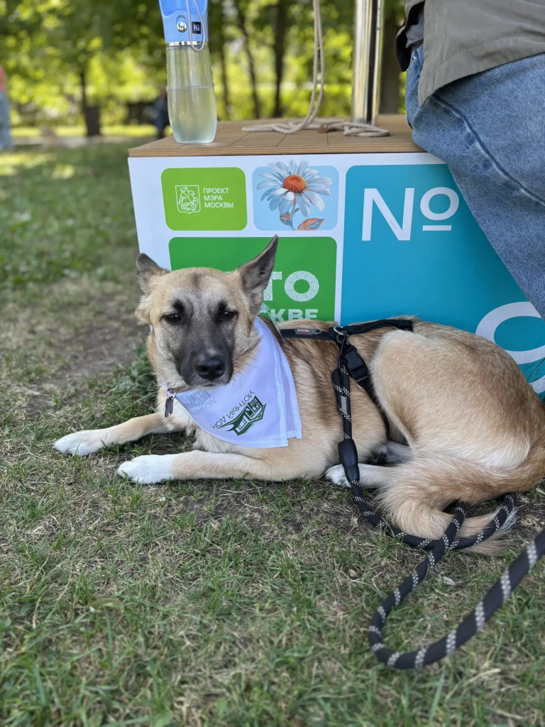 PETSHOPSDAYS_песик прилег отдохнуть.jpg PETSHOPSDAYS_песик прилег отдохнуть.jpg