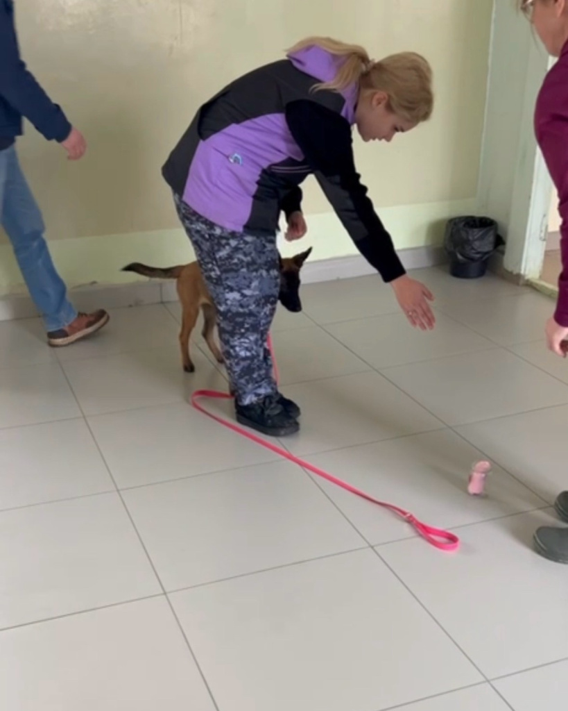 Малинуа ищет наркотики.jpg Малинуа ищет наркотики.jpg
