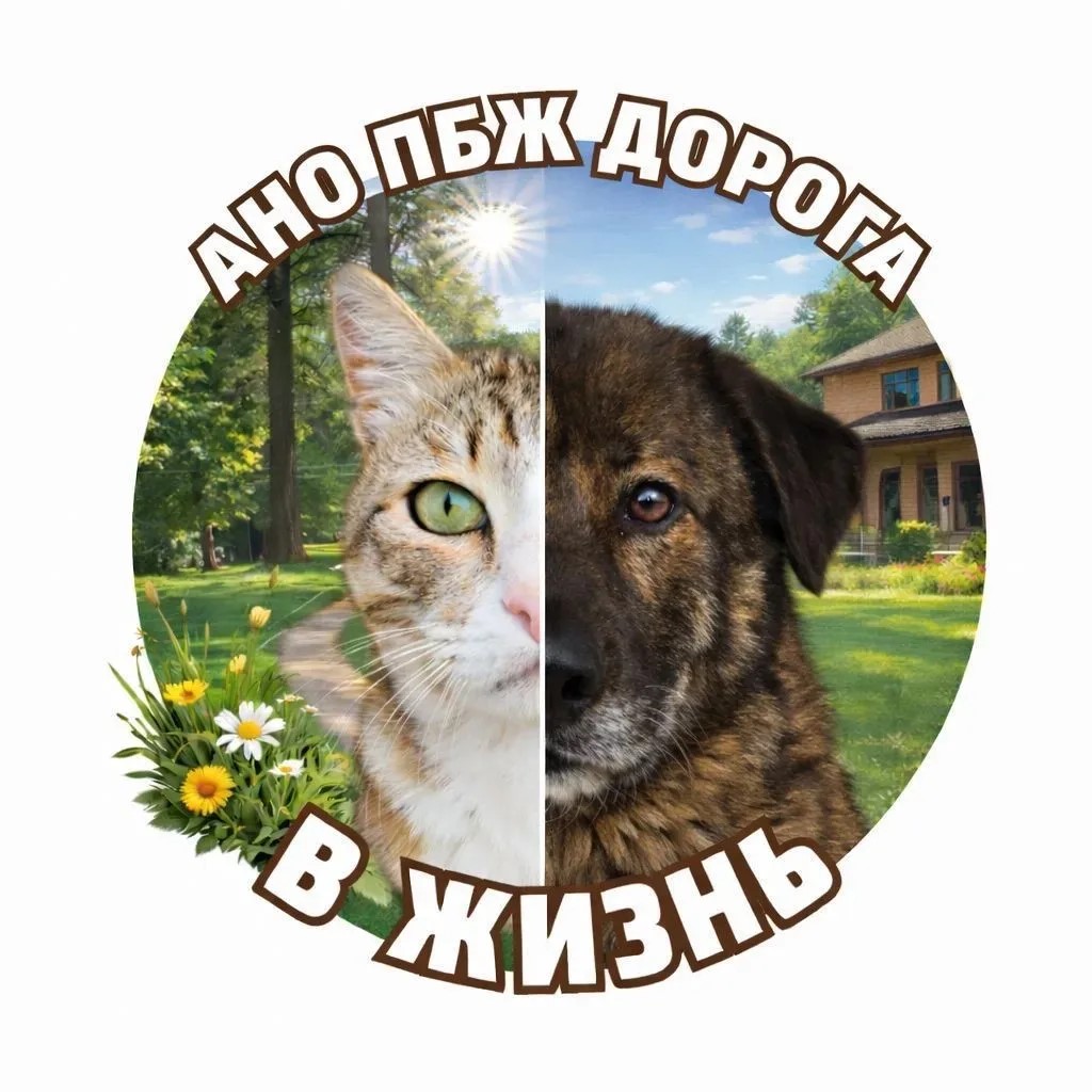 Логотип АНО ПБЖ «Дорога в жизнь»