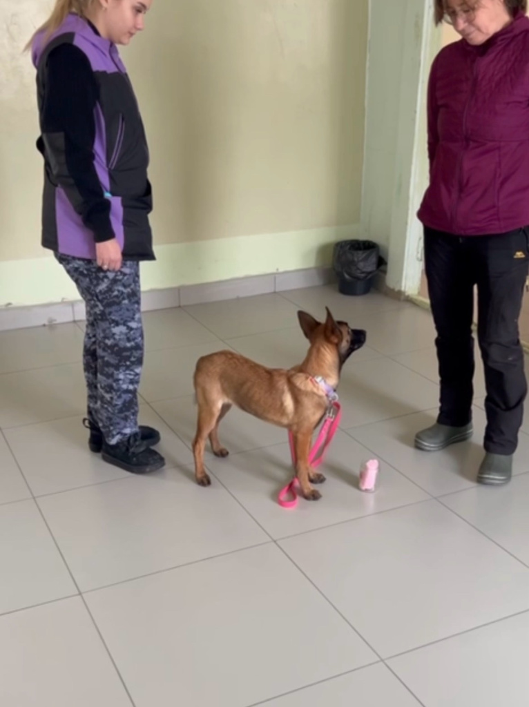 Сигнальное поведение малинуа.jpg Сигнальное поведение малинуа.jpg