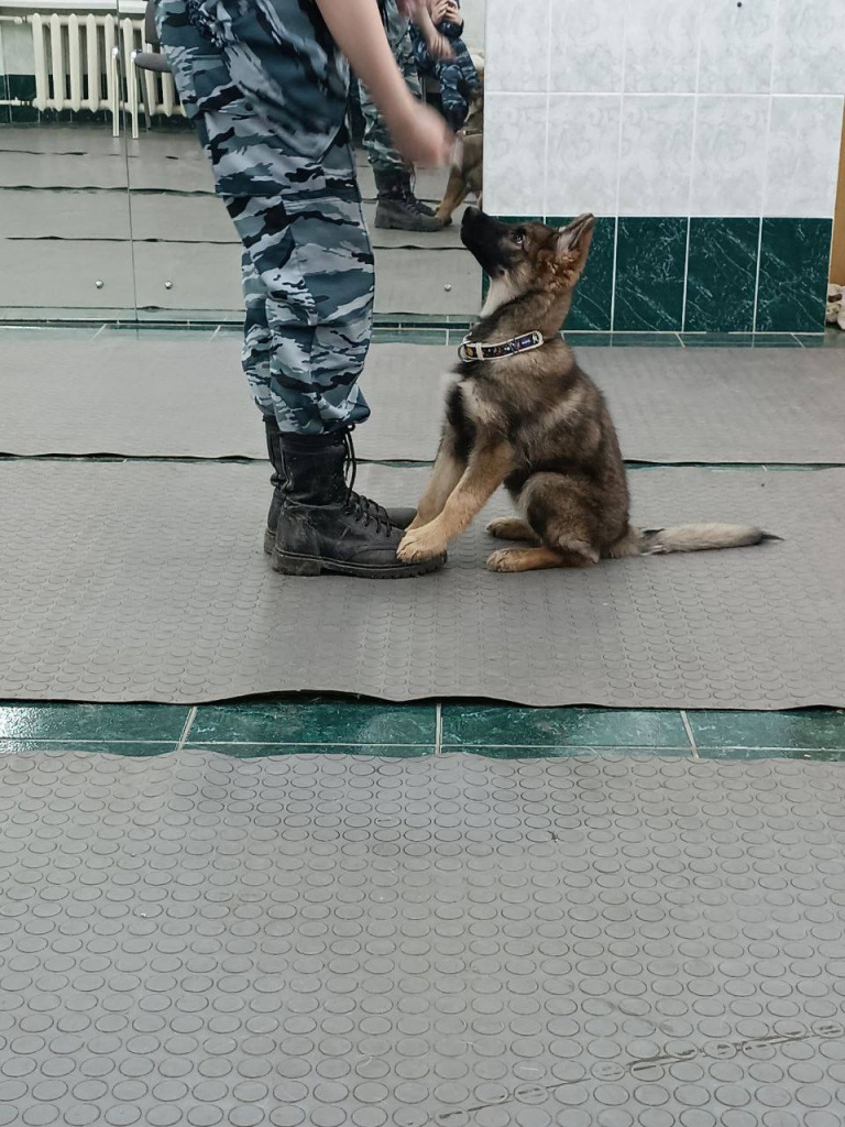 Кайзер на учёбе юный студент осваивает азы дрессировки..jpg