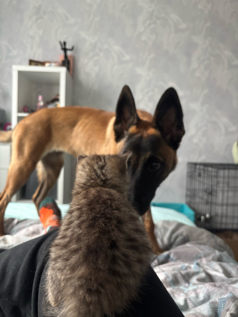малинуа и кот.jpg