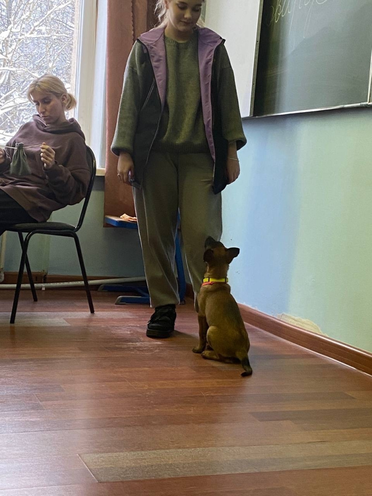 Шайни малинуа.jpg Шайни малинуа.jpg