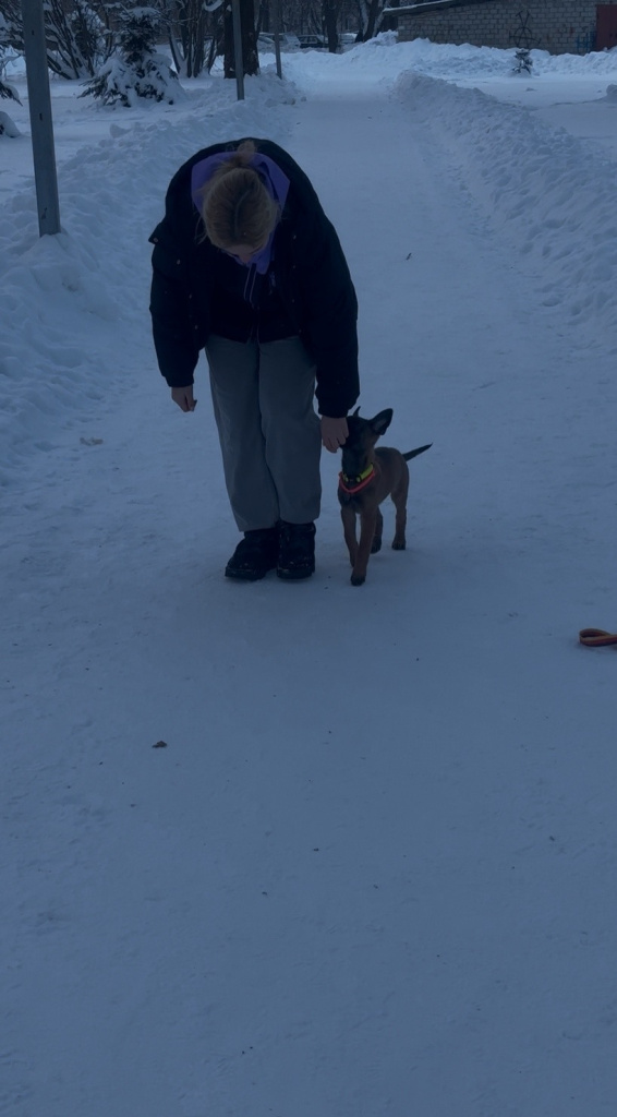 Бельгийская овчарка малинуа рыжего окраса сидит между ног хозяйки, развернувшись грудью вперед, в идеальном положении по команде «Центр».jpg Бельгийская овчарка малинуа рыжего окраса сидит между ног хозяйки, развернувшись грудью вперед, в идеальном положении по команде «Центр».jpg