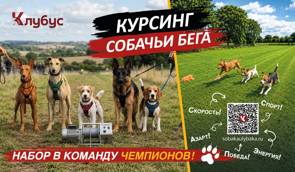 Баннер. Курсинг.png Баннер. Курсинг.png