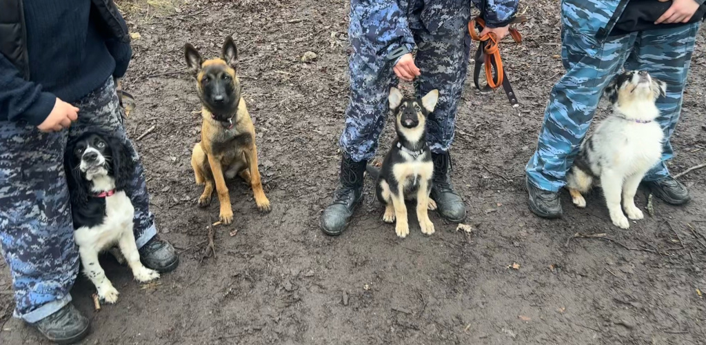 городская жизнь с бельгийской овчаркой.jpg