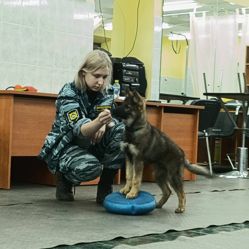 Кайзер дома из прилежного ученика в милого и весёлого щенка..jpg