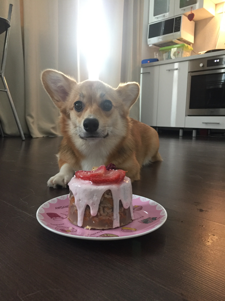 корги с днем родения.JPG