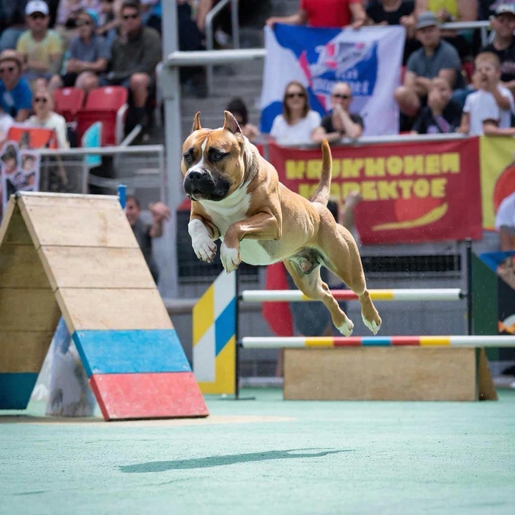 Сила и точность дисциплина Long Jump (прыжок в длину) в пит-стафф многоборье.jpg Сила и точность дисциплина Long Jump (прыжок в длину) в пит-стафф многоборье.jpg
