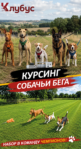 Курсинг собачьи бега 