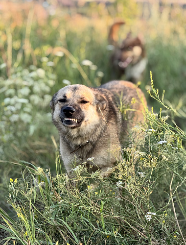 Лилуша