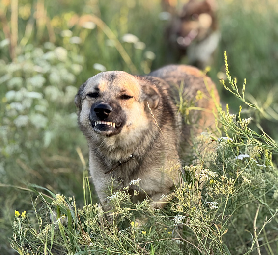 Лилуша