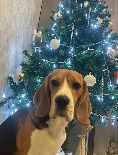 Соник