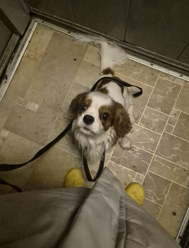 Ринго