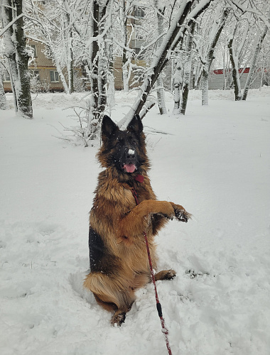 Афина 