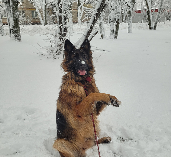 Афина 