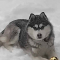 Потерялся хаски по кличке Грэй