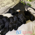 Щенки кане-корсо - крепыши без родословной, но с чистой кровью и от большой любви. 